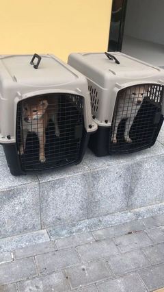香港宠物托运