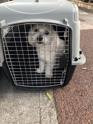 香港宠物托运