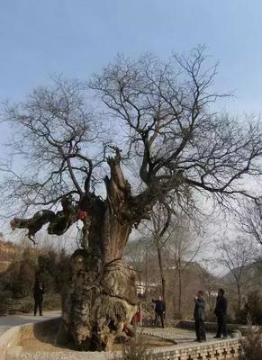 石楼旅游景点有哪些