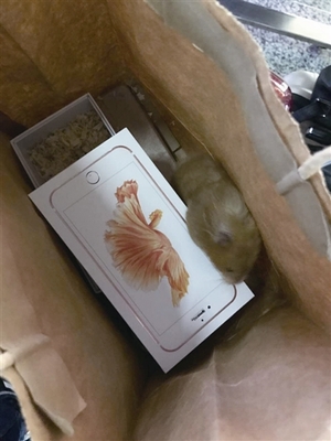 仓鼠可以上动车吗