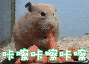 仓鼠可以上动车吗