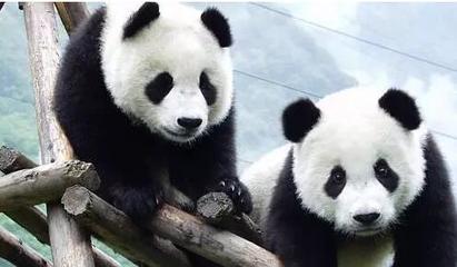 成都熊猫文化