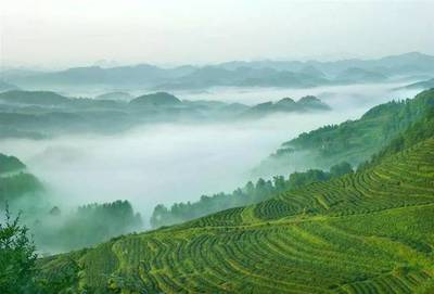 青岛平度茶山