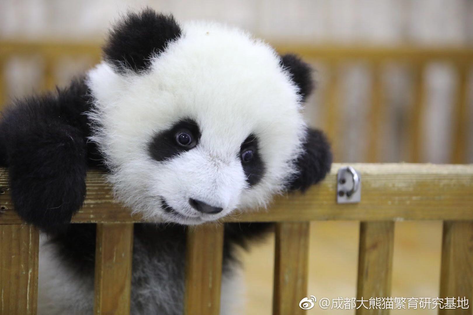 成都熊猫文化