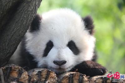 成都熊猫文化