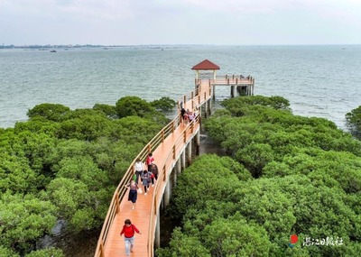 上海红树林