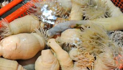 连云港海鲜哪里便宜