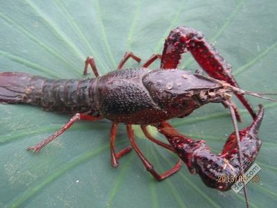 武汉钓龙虾