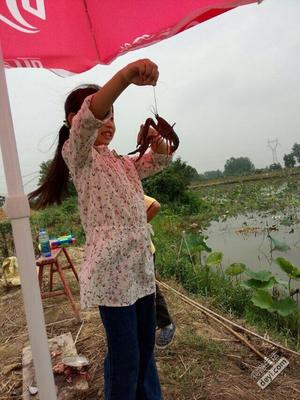 武汉钓龙虾