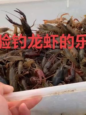 武汉钓龙虾