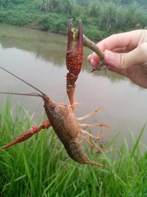 武汉钓龙虾