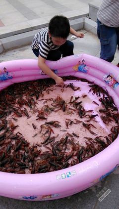 武汉钓龙虾