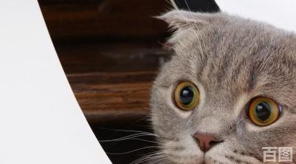 猫咪能带上飞机吗