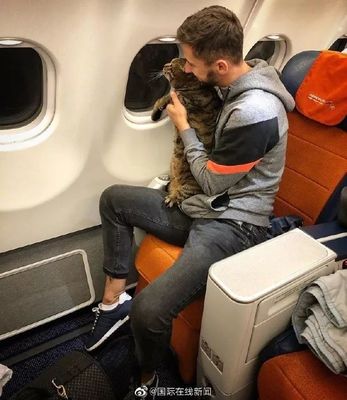 猫咪能带上飞机吗