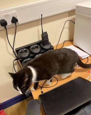 猫咪能带上飞机吗