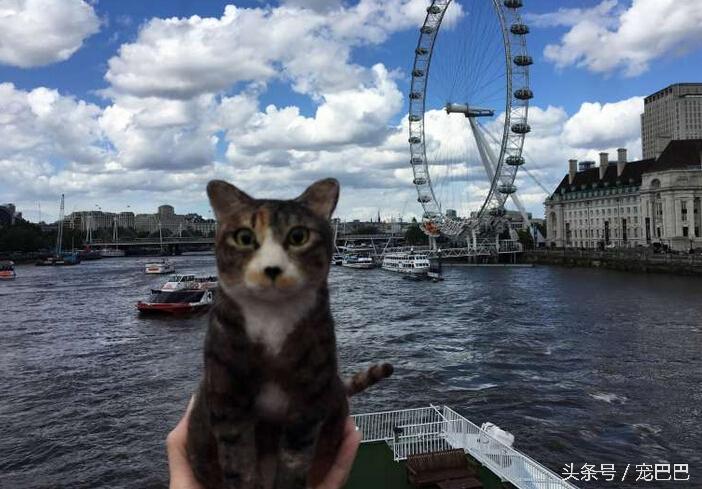 猫咪能带上飞机吗