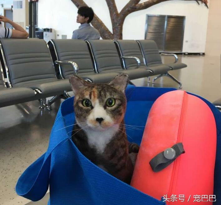 猫咪能带上飞机吗