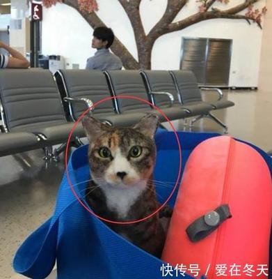 猫咪能带上飞机吗