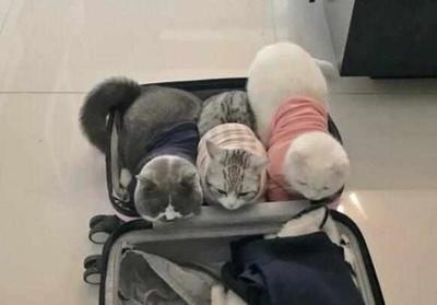 猫咪能带上飞机吗