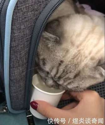 猫咪能带上飞机吗