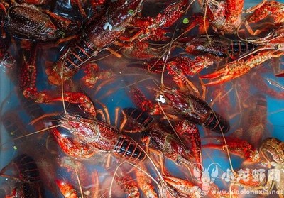 海鲜批发哪里便宜