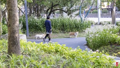 上海遛狗公园