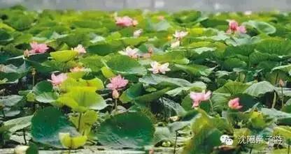 沈阳江南水乡