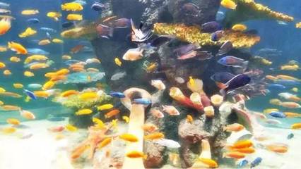 花都海洋世界在哪里