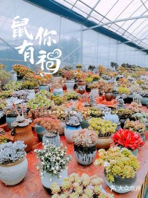 宁波花木市场在哪里