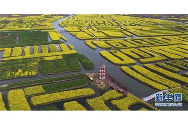 千垛菜花风景区