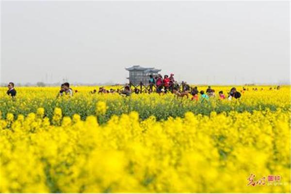 千垛菜花风景区