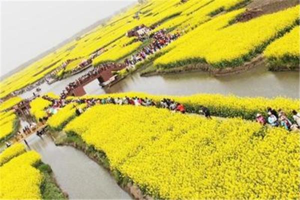 千垛菜花风景区