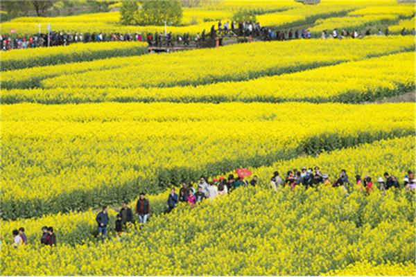 千垛菜花风景区