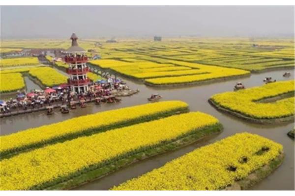 千垛菜花风景区