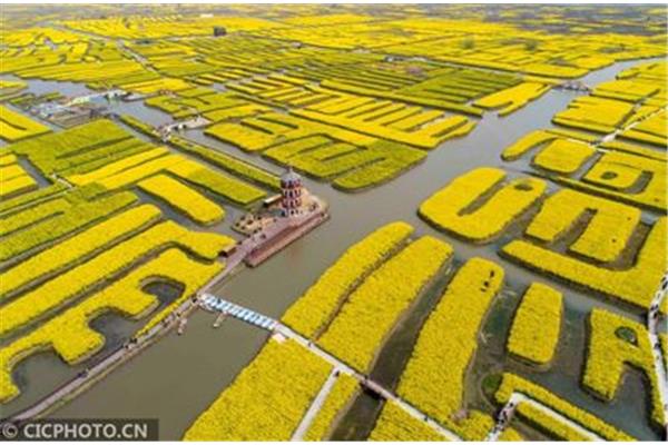 千垛菜花风景区