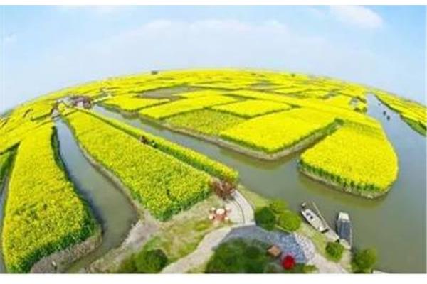 千垛菜花风景区