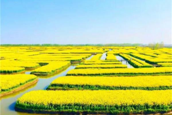 千垛菜花风景区