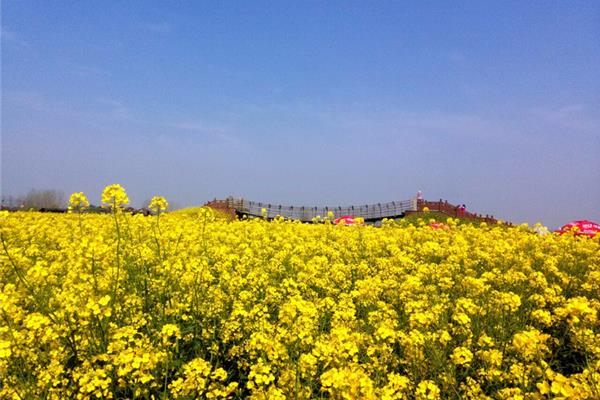 千垛菜花风景区