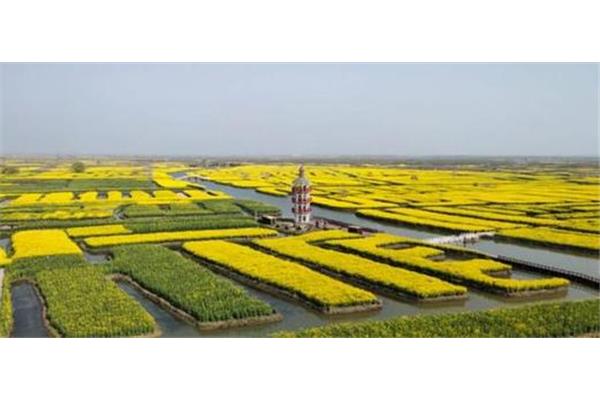 千垛菜花风景区