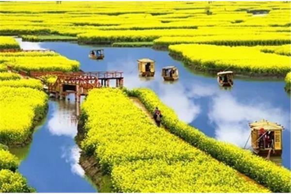 千垛菜花风景区
