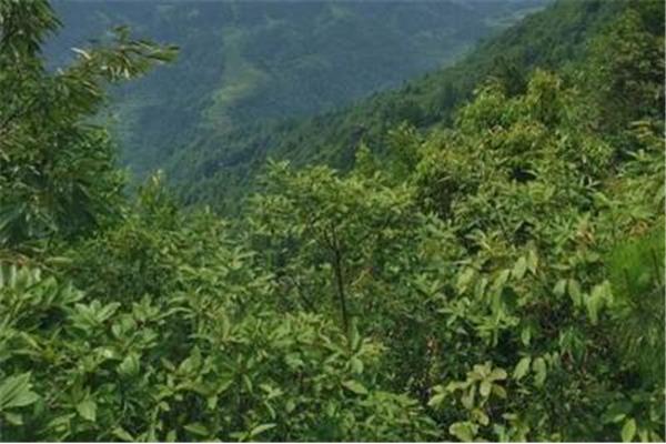 平江县好玩的地方