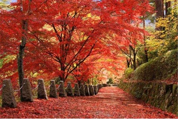 有枫叶的旅游景点