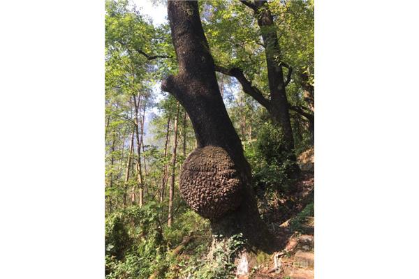 文成天顶湖旅游攻略