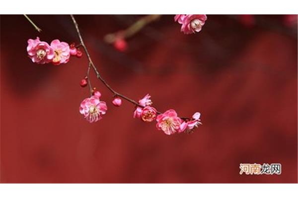 哪里的梅花最好看