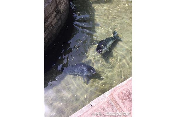 济南淡水海豹