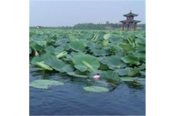 白洋淀是几级景区